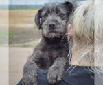 Small #5 Labrador Retriever Mix