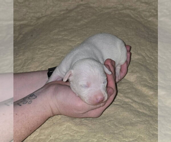 Medium Photo #3 American Pit Bull Terrier-Catahoula Leopard Dog Mix Puppy For Sale in Frankenmuth, MI, USA