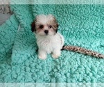 Small Photo #1 Zuchon Puppy For Sale in LAUREL, MS, USA