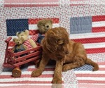 Small Photo #2 Irish Doodle Puppy For Sale in PRINCEVILLE, IL, USA