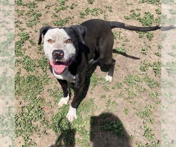 Medium Photo #2 Mutt Puppy For Sale in Aurora, CO, USA