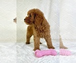 Small #3 Goldendoodle (Miniature)