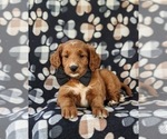 Small Photo #8 Goldendoodle (Miniature) Puppy For Sale in DELTA, PA, USA