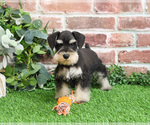 Small #3 Schnauzer (Miniature)