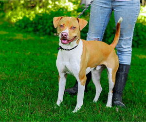 Boxer-Staffordshire Bull Terrier Mix Dogs for adoption in Sparta, TN, USA