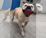 Small Photo #3 Bulldog-Staffordshire Bull Terrier Mix Puppy For Sale in Houston, TX, USA