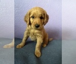 Puppy Ethel Goldendoodle
