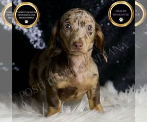 Medium Dachshund