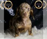 Puppy Piper Dachshund