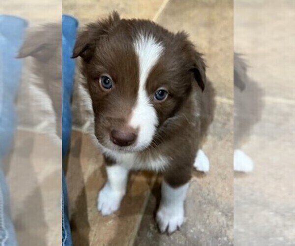 Medium Photo #2 Border Collie Puppy For Sale in BAKERSFIELD, CA, USA