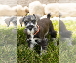 Puppy Sam Schnauzer (Miniature)