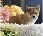 Small #2 Shiba Inu