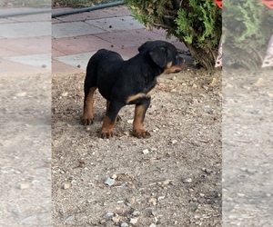 Rottweiler Puppy for sale in YUCCA VALLEY, CA, USA