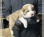 Small Photo #6 Central Asian Shepherd Dog Puppy For Sale in PICO RIVERA, CA, USA
