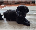 Small Photo #8 Mastiff Puppy For Sale in MERCED, CA, USA