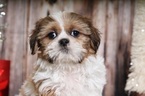 Small Photo #4 Shih Tzu Puppy For Sale in BEL AIR, MD, USA