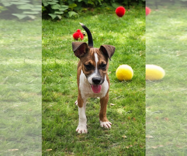 Medium Photo #2 Basenji-Rat Terrier Mix Puppy For Sale in McKinney, TX, USA