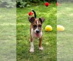 Small #1 Basenji-Rat Terrier Mix