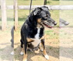 Small #3 Border Collie Mix
