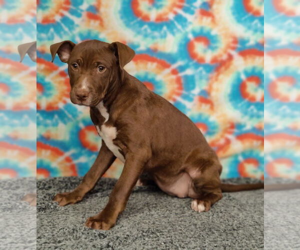 Medium Photo #4 American Pit Bull Terrier-Labrador Retriever Mix Puppy For Sale in Talladega, AL, USA