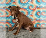 Small #3 American Pit Bull Terrier-Labrador Retriever Mix