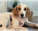 Small #5 American Foxhound-Beagle Mix
