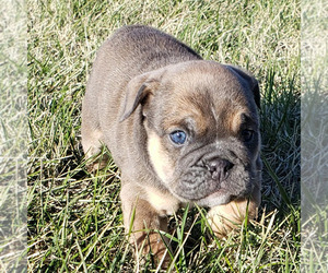 Bulldog Puppy for sale in SPRINGFIELD, MO, USA