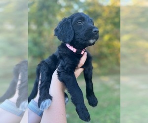 Goldendoodle Puppy for sale in BRADYVILLE, TN, USA
