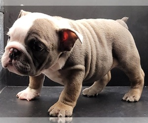 English Bulldog Puppy for sale in BRANDON, FL, USA