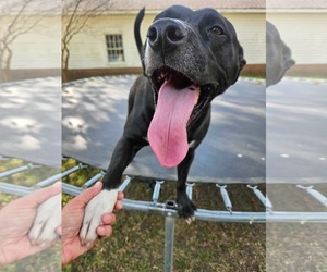 Raven - Female Retriever -Unknown Mix Dog for Adoption - Photo #4