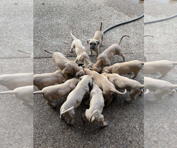 Medium Photo #2 Black Mouth Cur Puppy For Sale in ROYSE CITY, TX, USA