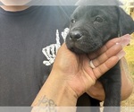 Small #3 Cane Corso-Rottweiler Mix