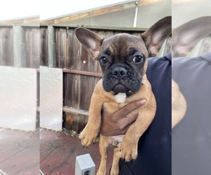 French Bulldog Puppy for sale in CASTRO VALLEY, CA, USA