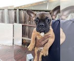 Small Photo #1 French Bulldog Puppy For Sale in CASTRO VALLEY, CA, USA