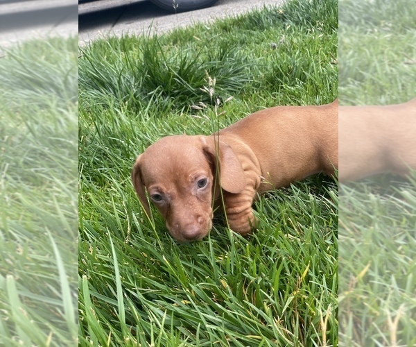 Medium Photo #1 Dachshund Puppy For Sale in VANCOUVER, WA, USA