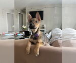 Small Mutt