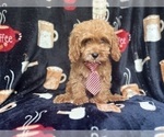 Small #2 Cavapoo