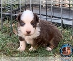 Small Photo #1 Miniature Australian Shepherd Puppy For Sale in GRANBURY, TX, USA