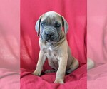 Small Photo #3 Cane Corso Puppy For Sale in KIRKWOOD, PA, USA