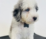 Small Photo #22 Sheepadoodle Puppy For Sale in HUNTINGTON BEACH, CA, USA