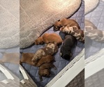 Small Dachshund