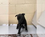 Small German Shepherd Dog Mix