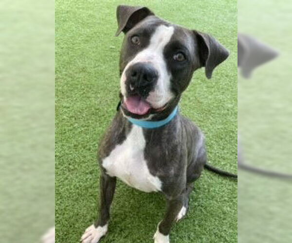 Medium Photo #6 Mutt Puppy For Sale in Shreveport, LA, USA