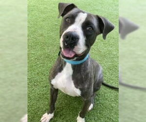 Royce - Male Mutt Dog for Adoption - Photo #6