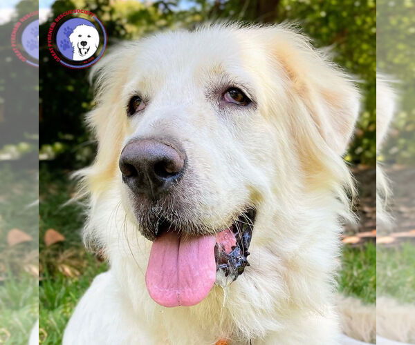 Medium Photo #3 Great Pyrenees Puppy For Sale in Spring, TX, USA