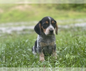 Beagle Puppy for sale in SAINT PAUL, VA, USA