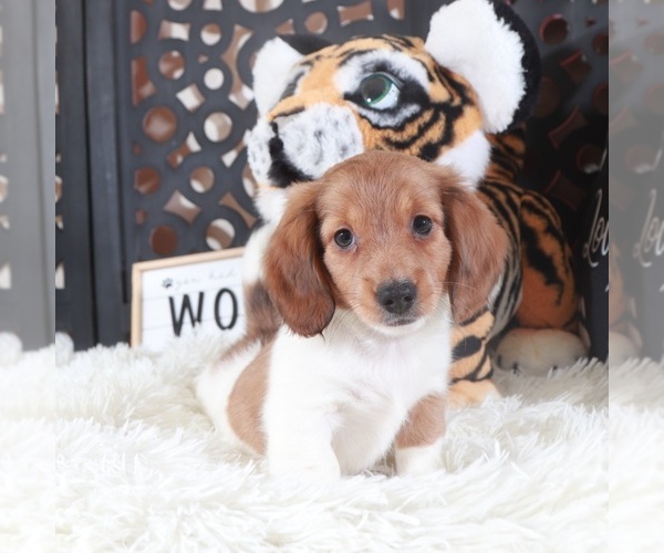 Medium Photo #1 Dachshund Puppy For Sale in MOUNT VERNON, OH, USA