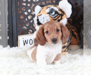 Dachshund Puppy for Sale in MOUNT VERNON, Ohio USA