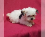Small Photo #8 ShihPoo Puppy For Sale in BUFFALO, MO, USA