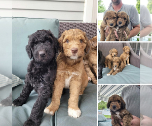 Whoodle Puppy for sale in SALINE, MI, USA